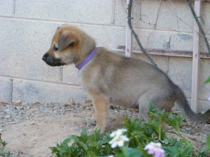 chinook dog